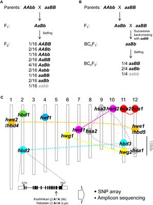 How Hybrid Breakdown Can Be Handled in Rice Crossbreeding?